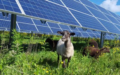 Agrovoltaica Fusión entre Agricultura y Energía Solar